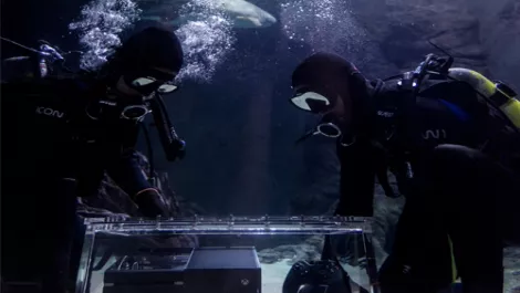 Sharks guard Xbox One ahead of world-first NZ launch