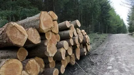 Lax approach to forestry operation injures worker