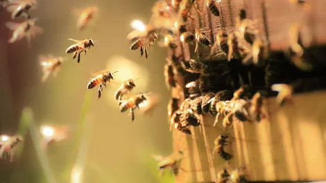 IoT and automation help to save the world's honeybees